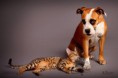 /album/amina/a7-bengal-cat-beauty-cat-faith-amina-jpg/